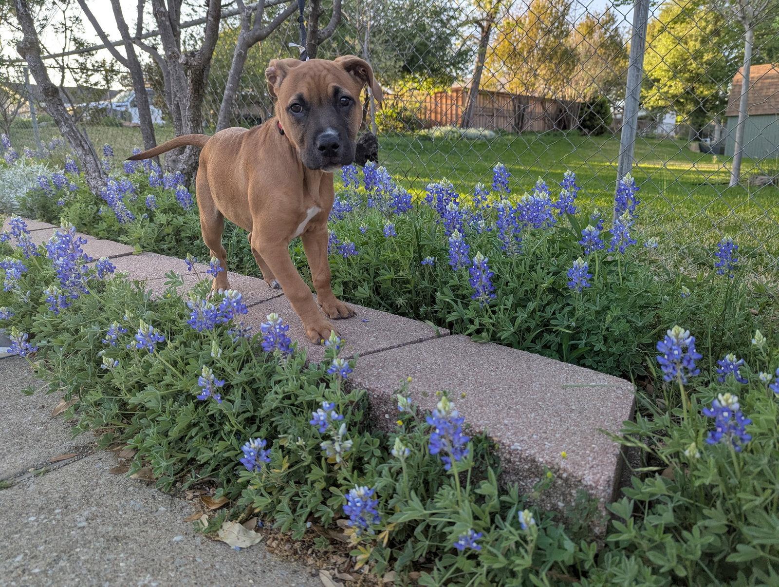 Sugar, a Adoptable mixed breed in Euless, TX image 3/3