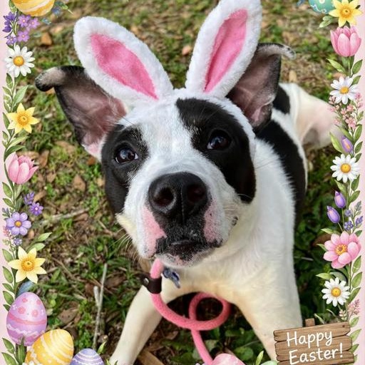 Annie, Adoptable, Young Female Mixed Breed.