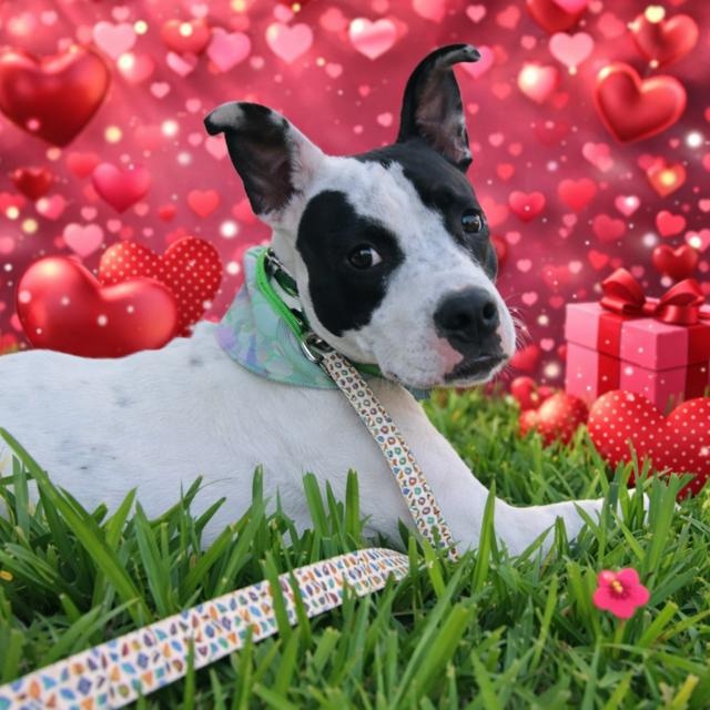 Enlarge Annie, a Adoptable Mixed Breed in Palm Harbor, FL image 3/6