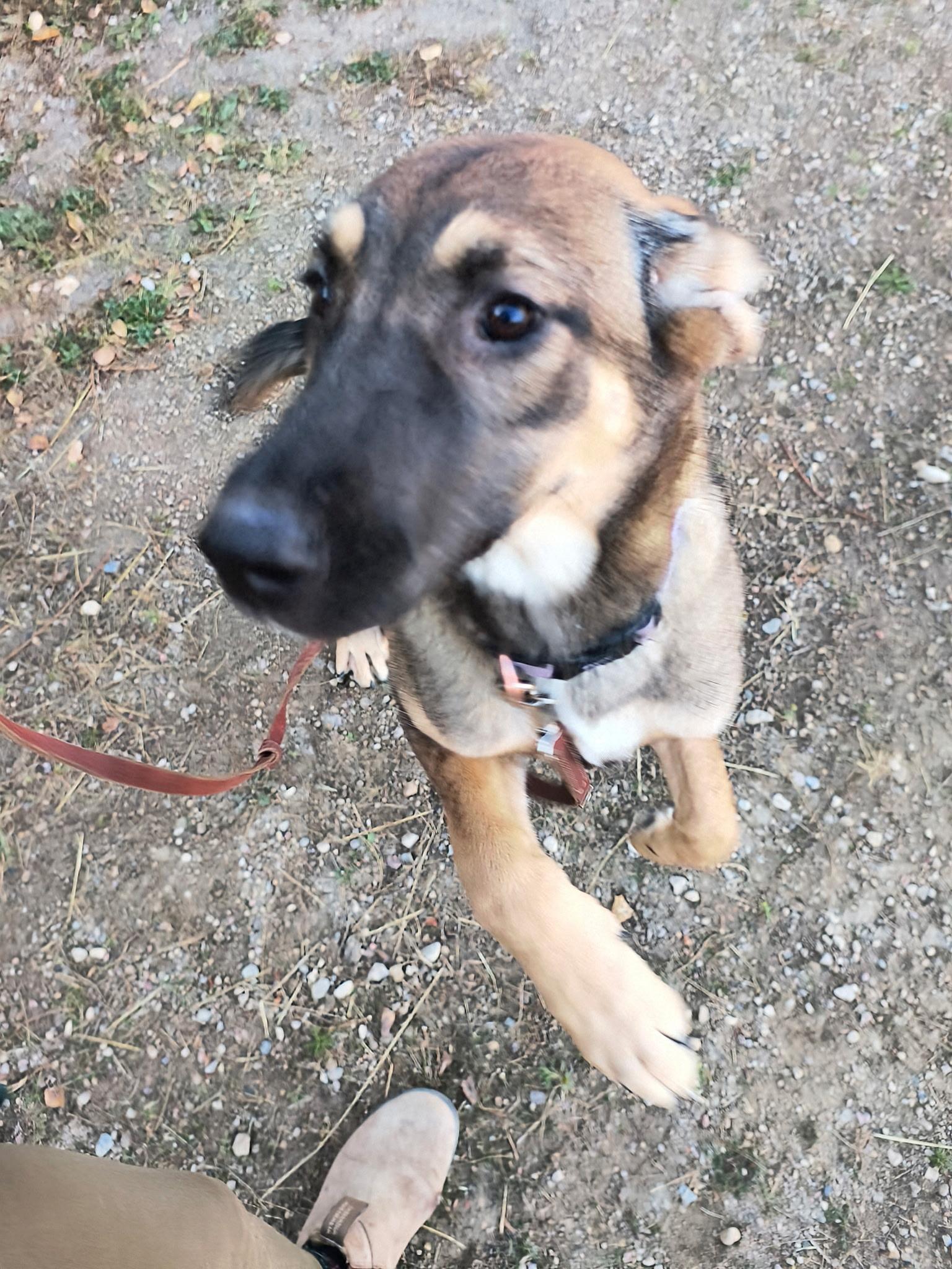 Sierra, Adopted, Young Female Husky & German Shepherd Dog.