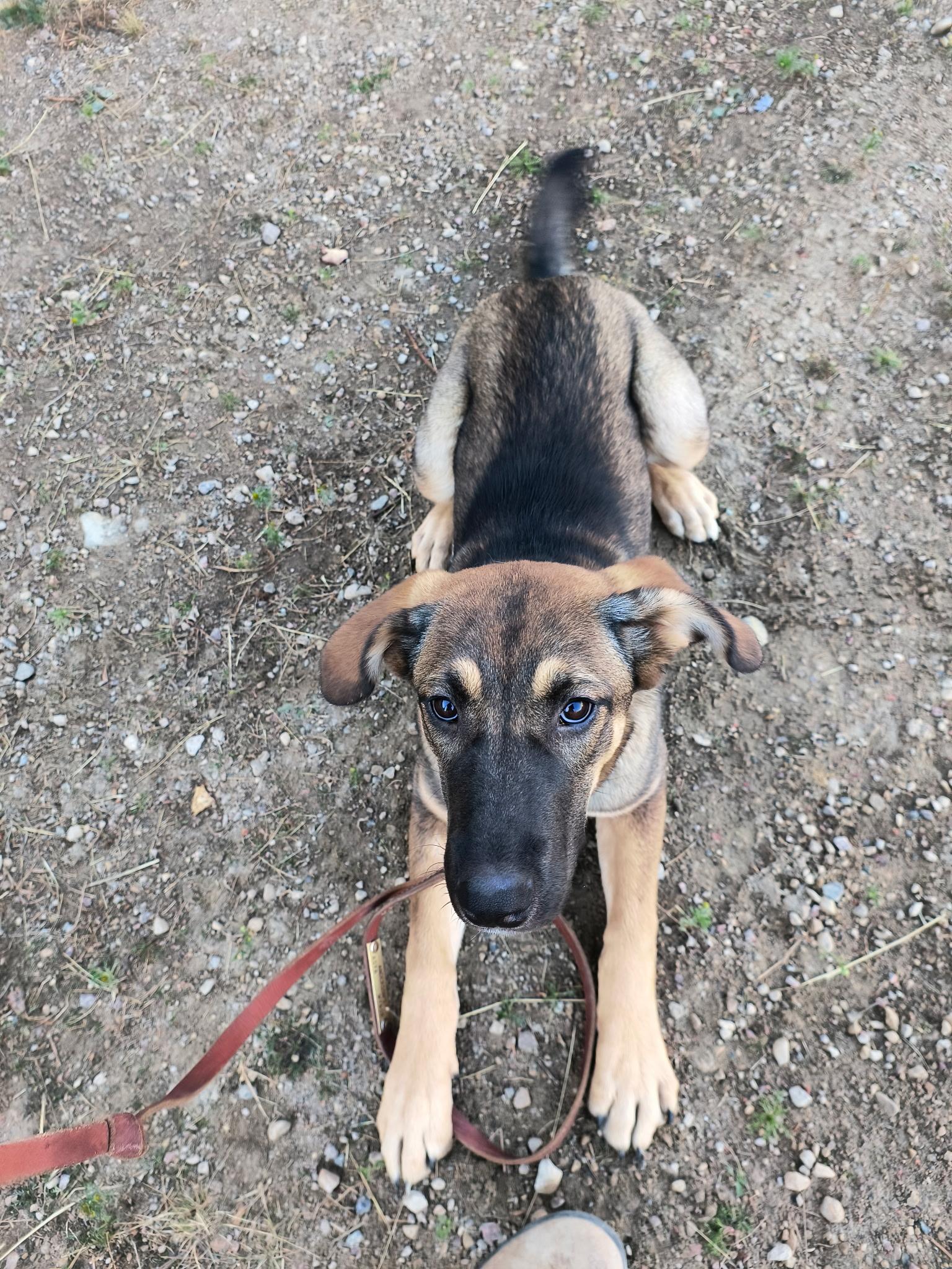 Enlarge Sierra, a Adopted mixed breed in Fort Smith, NT image 2/2