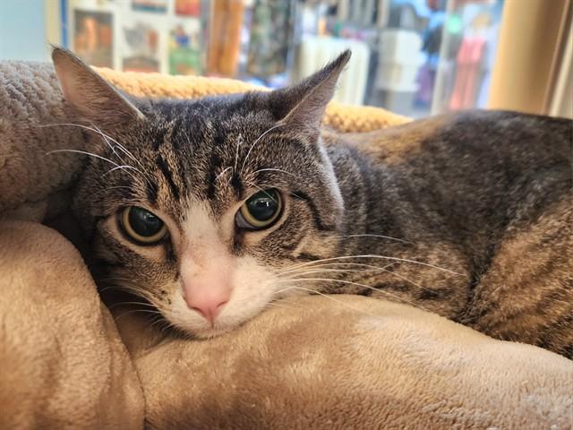 Enlarge FINN, a Adoptable Domestic Short Hair in St. Louis, MO image 1/1