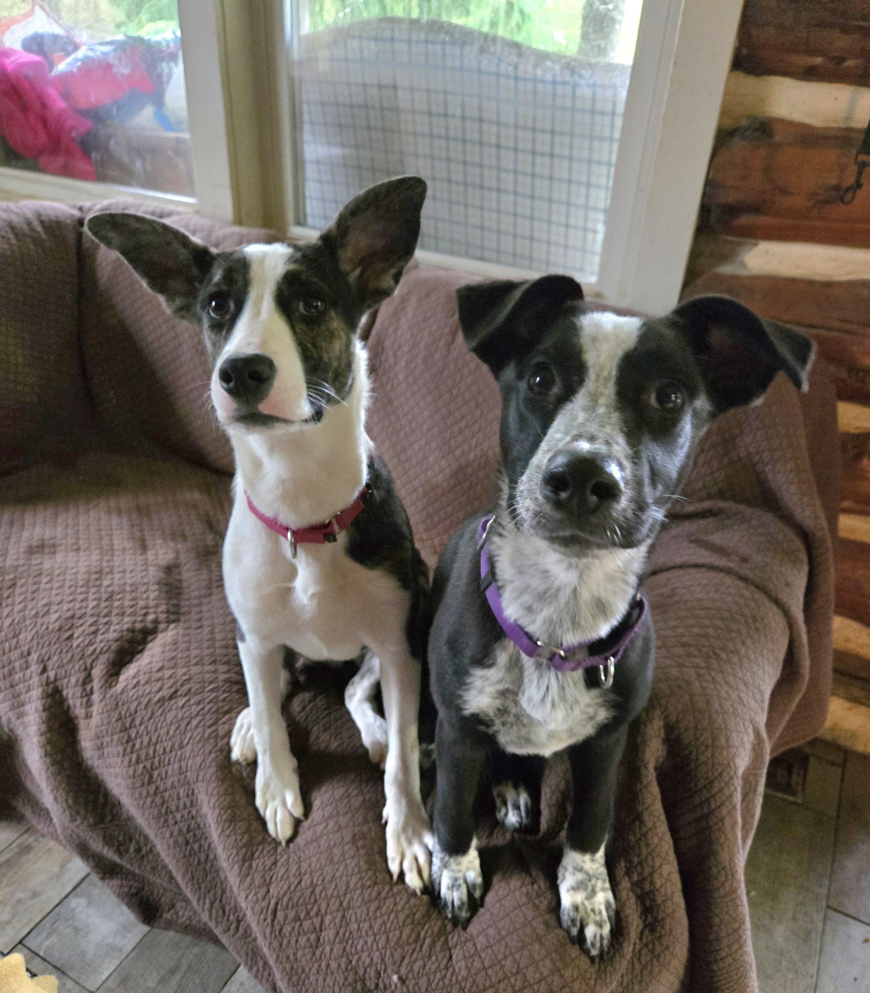 Lilo Shep photo 1