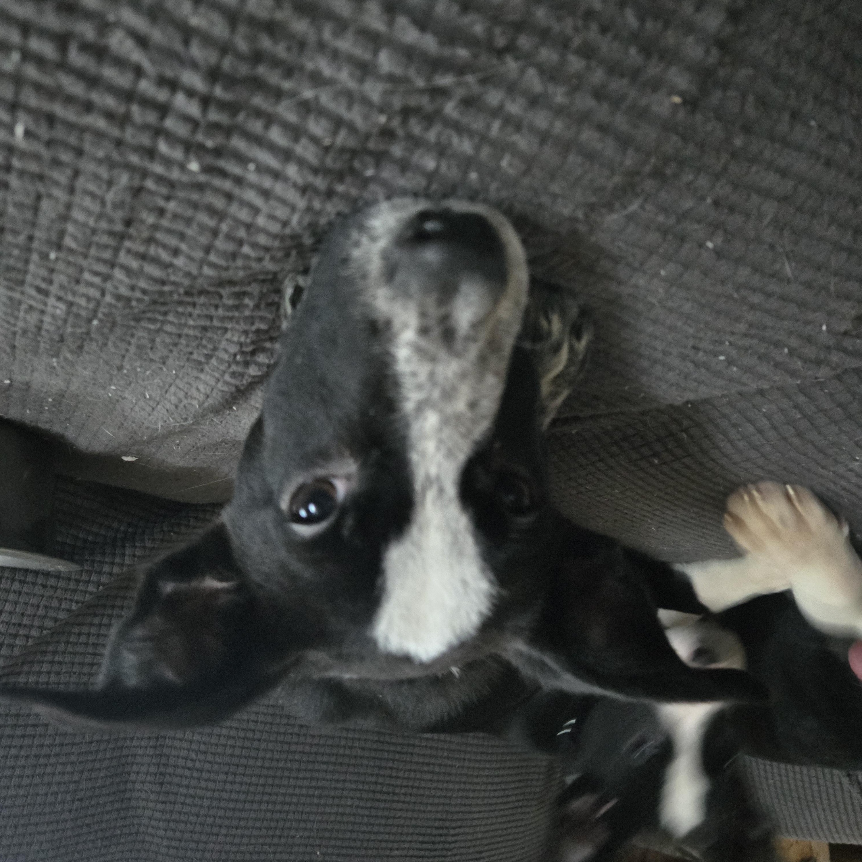 Lilo Shep photo 2