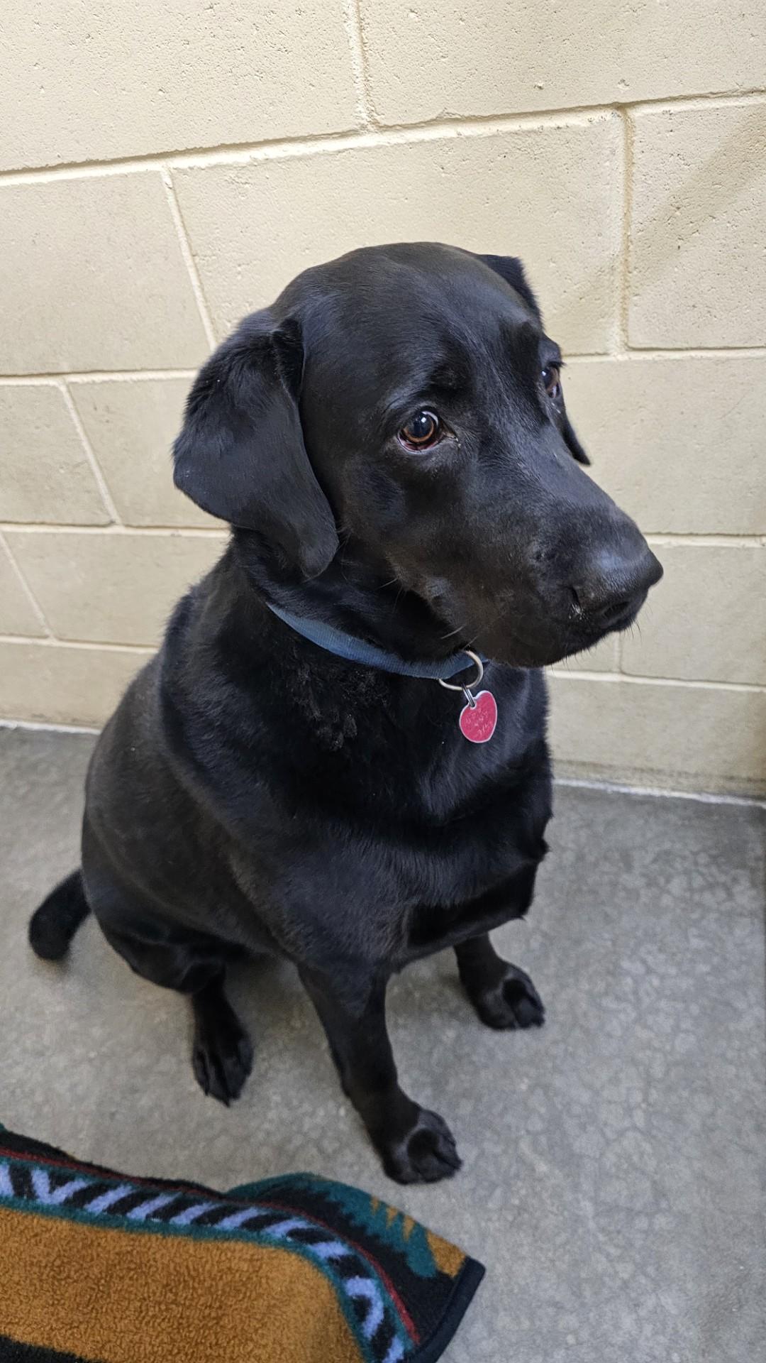 Enlarge Chopper, a ADOPTABLE Labrador Retriever in Sparta, WI image 2/2