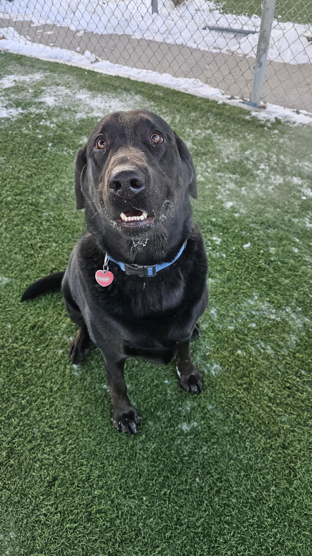 Enlarge Chopper, a ADOPTABLE Labrador Retriever in Sparta, WI image 1/2