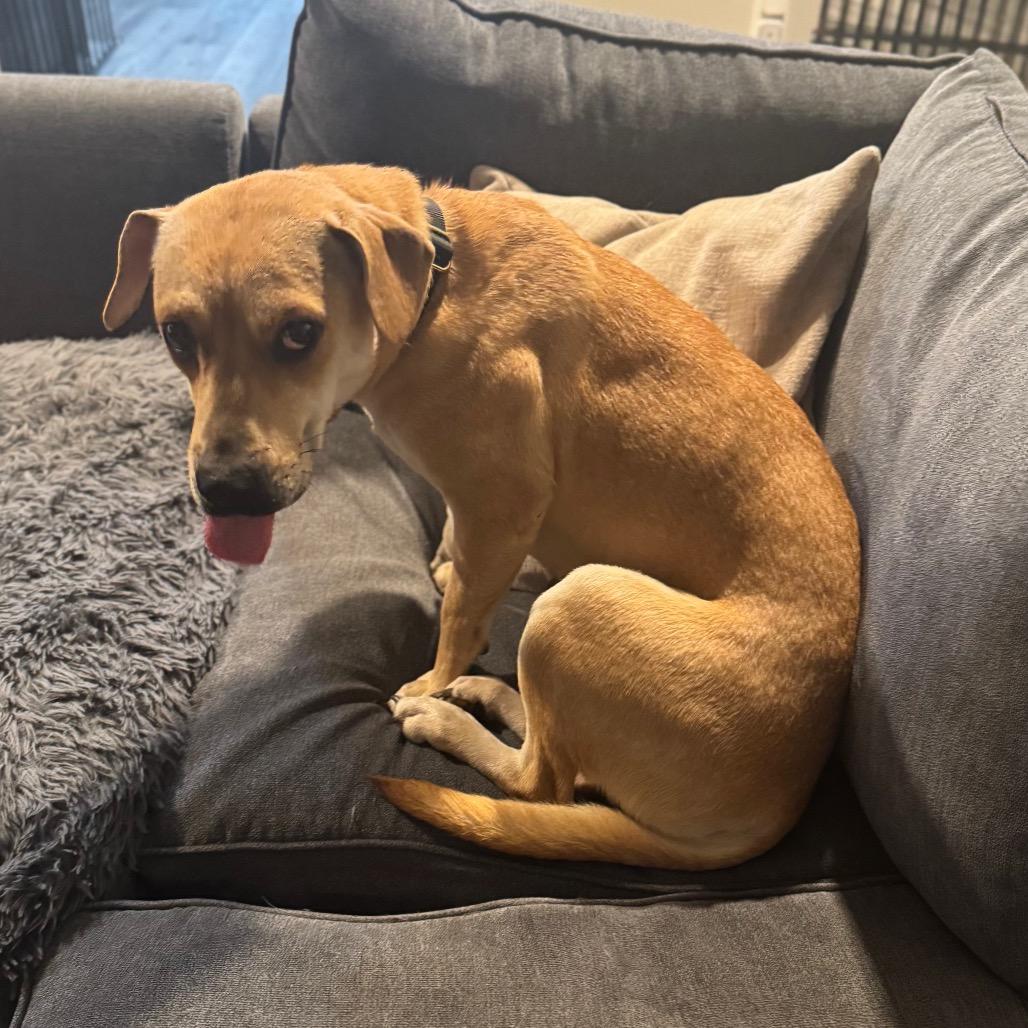 Seastar, Adoptable, Adult Female Mixed Breed.
