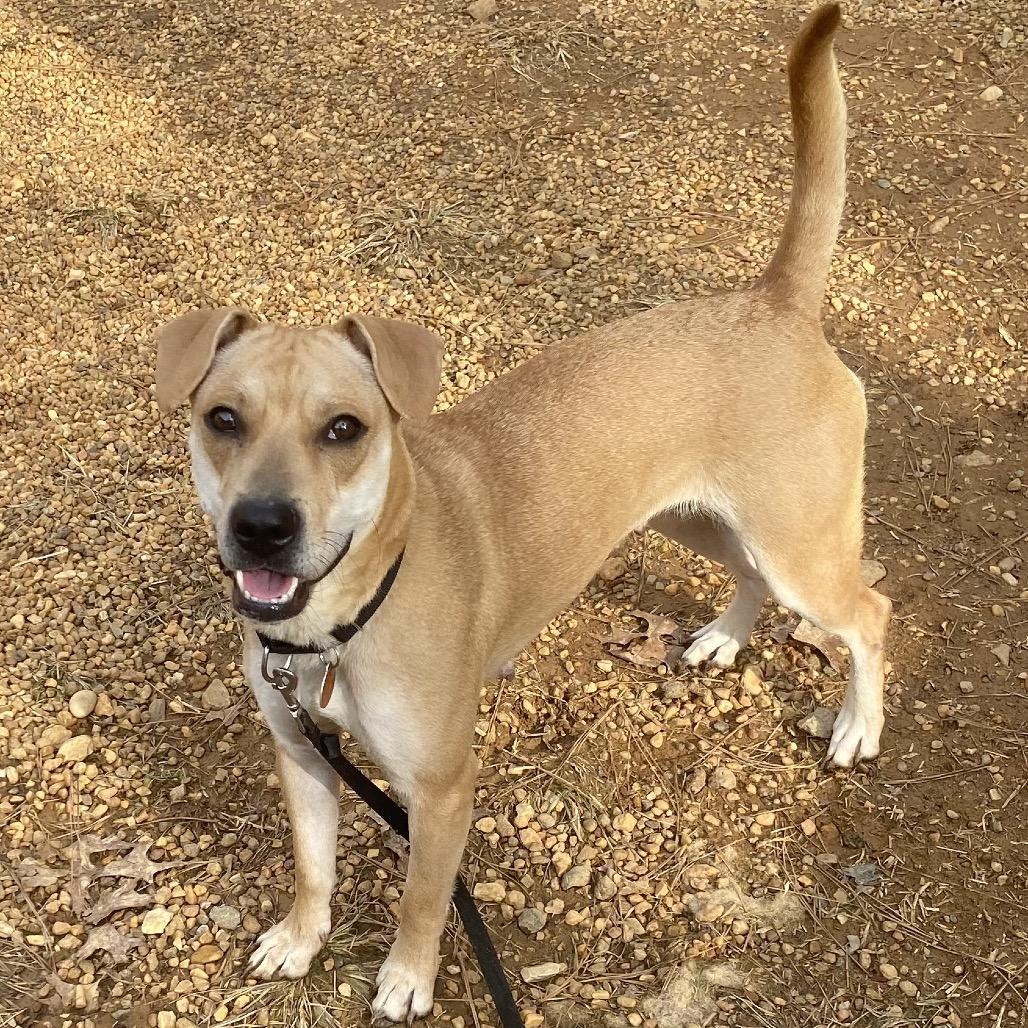 Enlarge Seastar, a Adoptable Mixed Breed in Fredericksburg, VA image 3/6