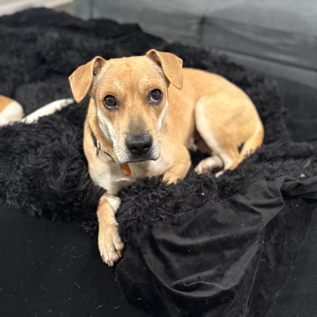 Enlarge Seastar, a Adoptable Mixed Breed in Fredericksburg, VA image 4/6