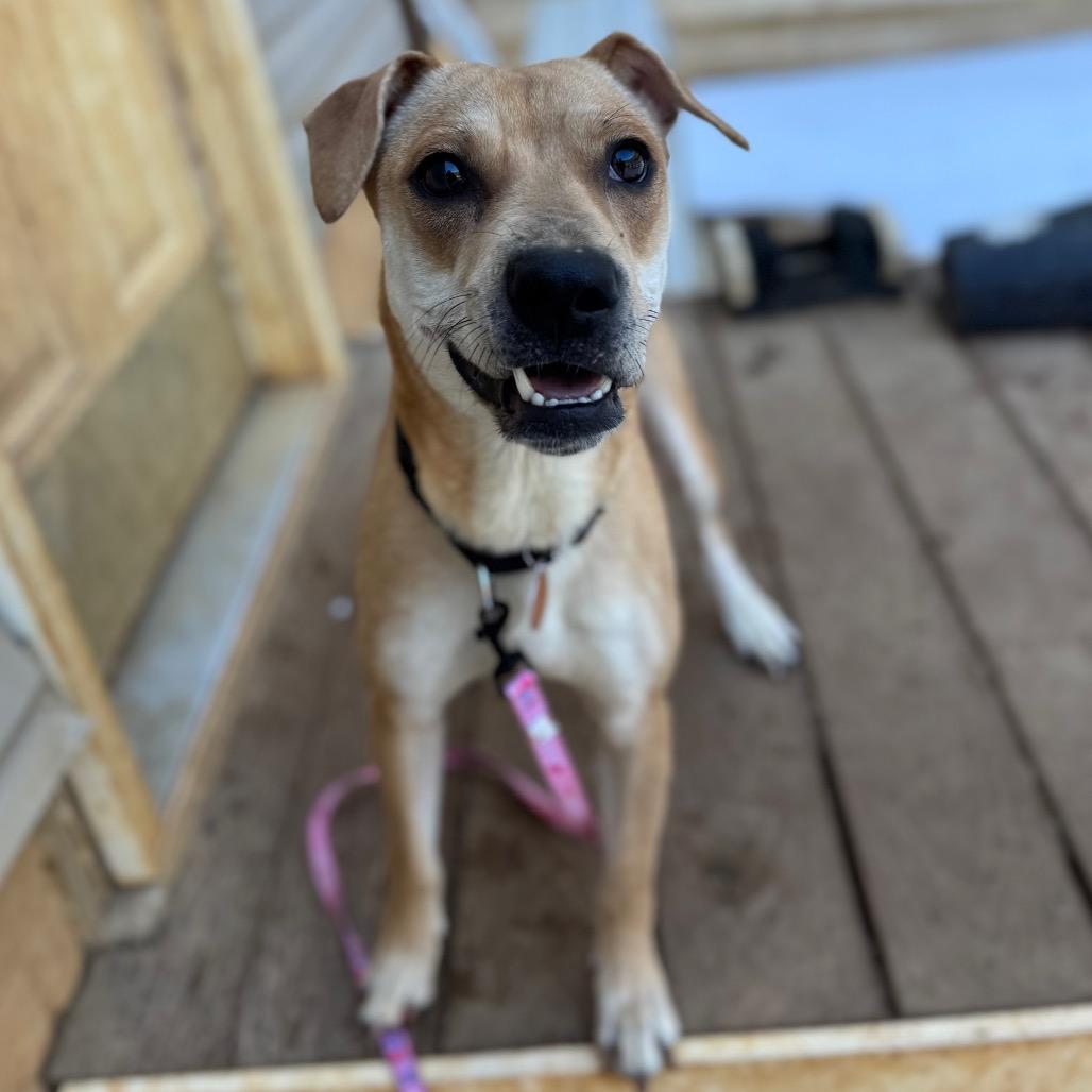 Enlarge Seastar, a Adoptable Mixed Breed in Fredericksburg, VA image 5/6
