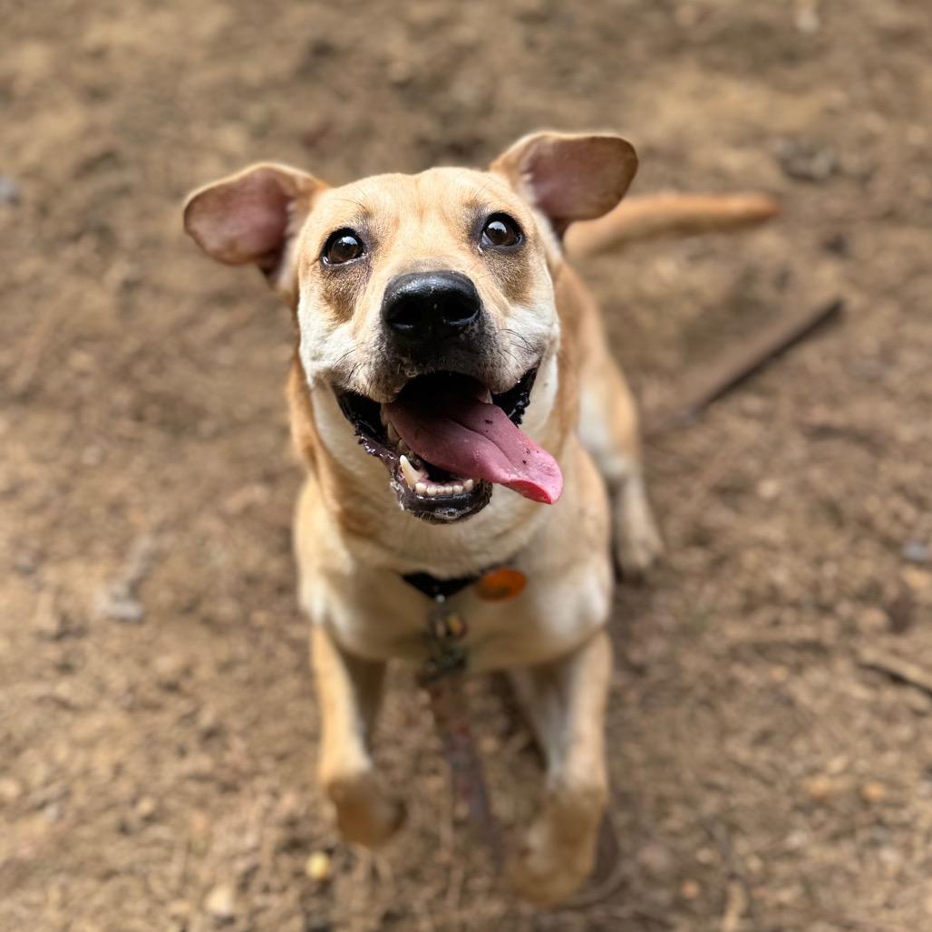 Enlarge Seastar, a Adoptable Mixed Breed in Fredericksburg, VA image 6/6