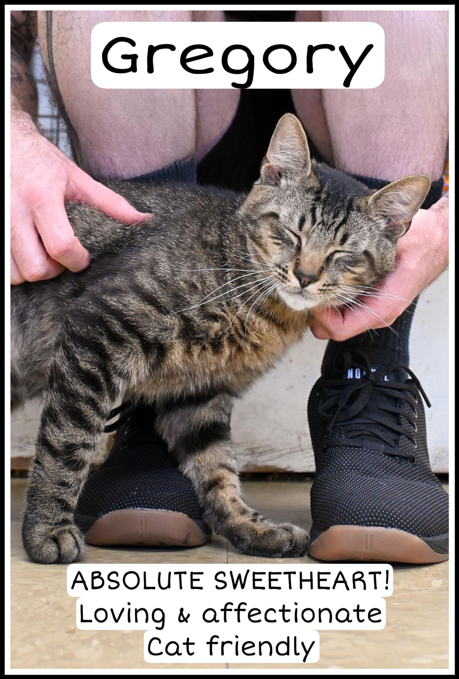 Gregory, Willow Grove PA FCID 02/03/2025-119, a Adopted mixed breed in Willow Grove, PA image 1/4