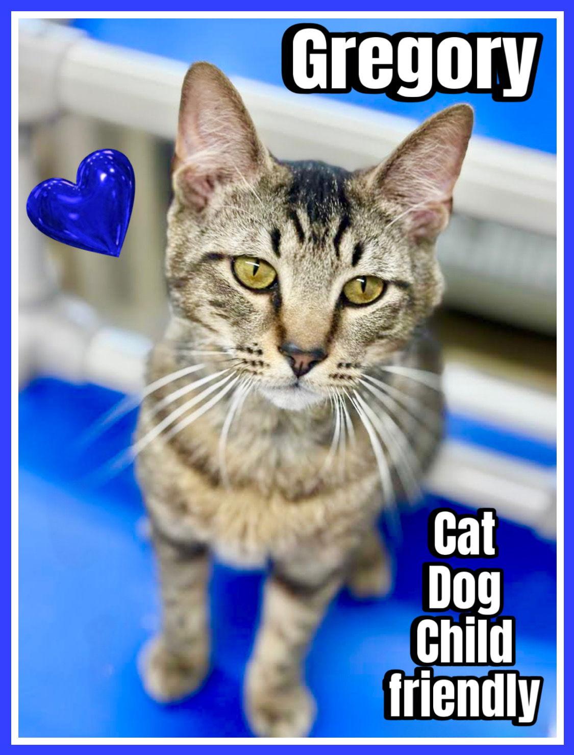 Gregory, Willow Grove PA FCID 02/03/2025-119, a Adopted mixed breed in Willow Grove, PA image 2/4