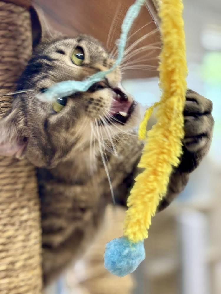 Gregory, Willow Grove PA FCID 02/03/2025-119, a Adopted mixed breed in Willow Grove, PA image 3/4