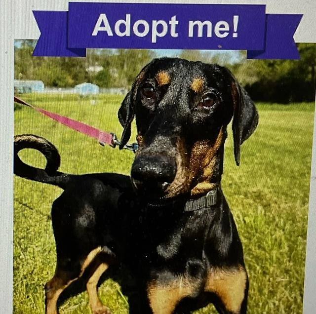 Dozer, Adopted, Young Male Doberman Pinscher.