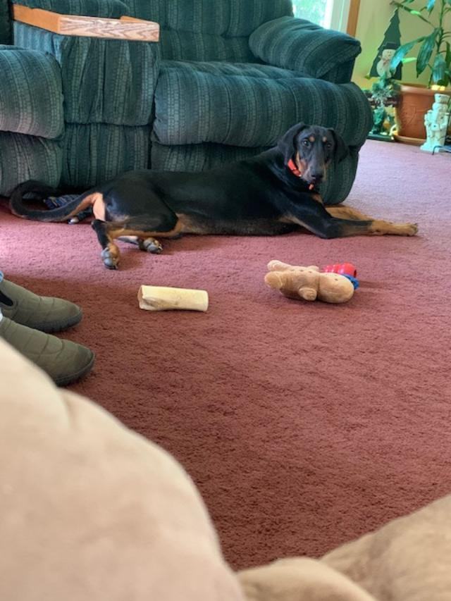 Enlarge Dozer, a Adopted Doberman Pinscher in Fleetwood, PA image 2/2