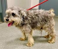 Arthur Bach, Adopted, Adult Male Schnauzer.