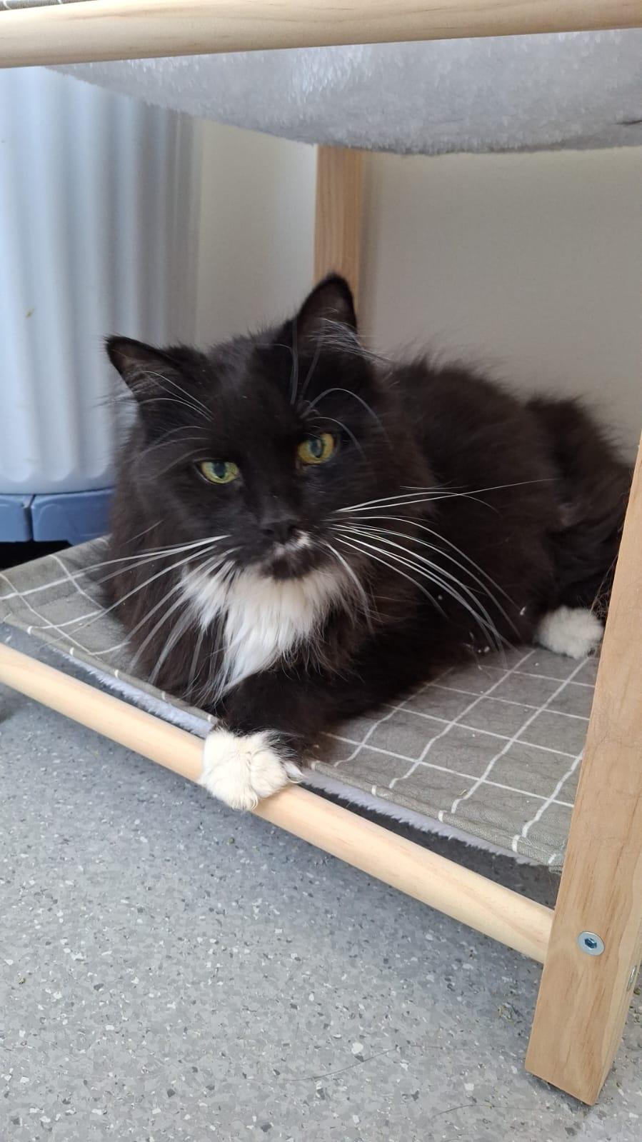 Enlarge Lincoln, an adopted Domestic Long Hair in Everett, ON image 1/1