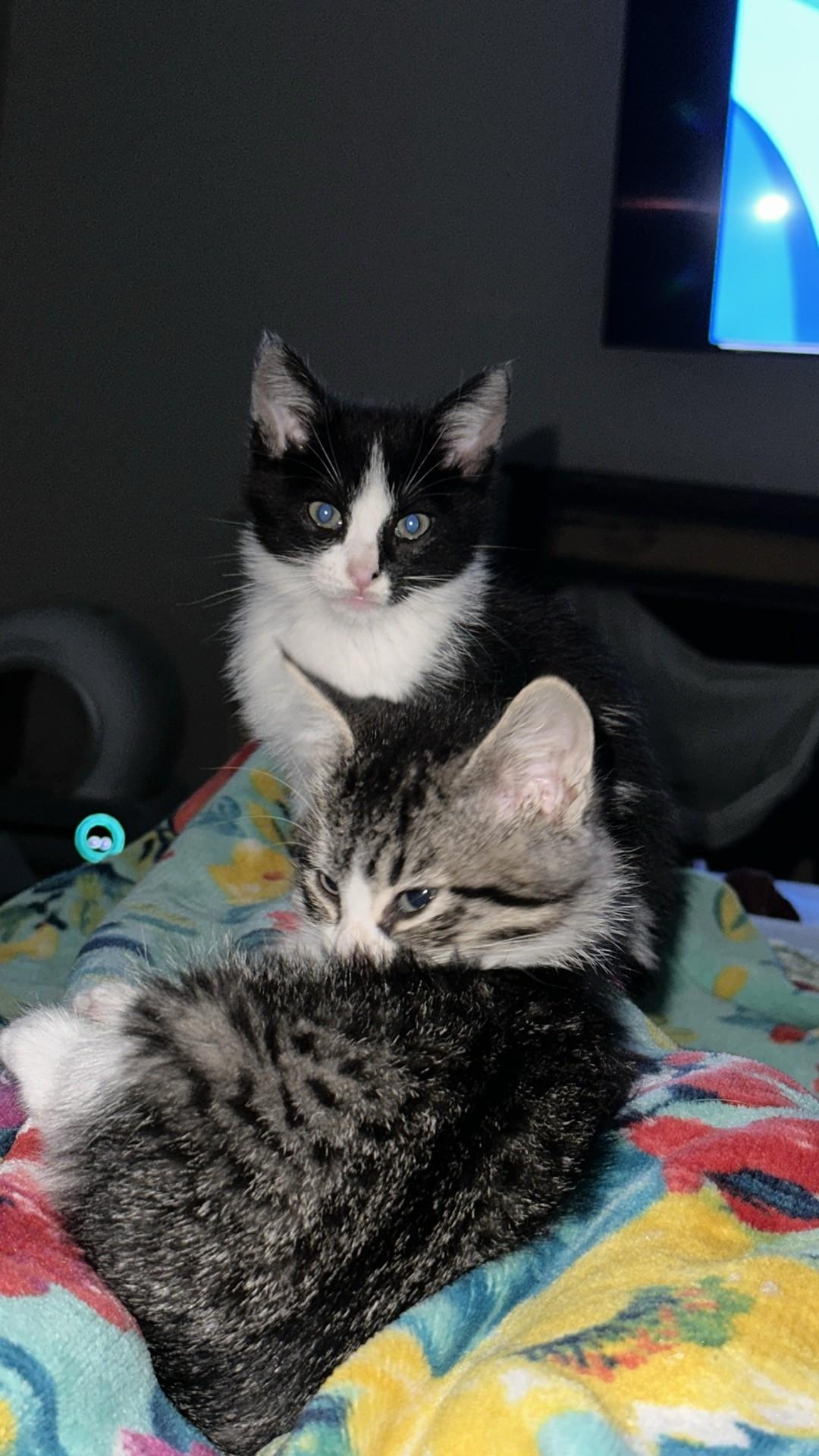 Domino (Tara-fostered in New England), an adopted mixed breed in Milford, NH image 2/2