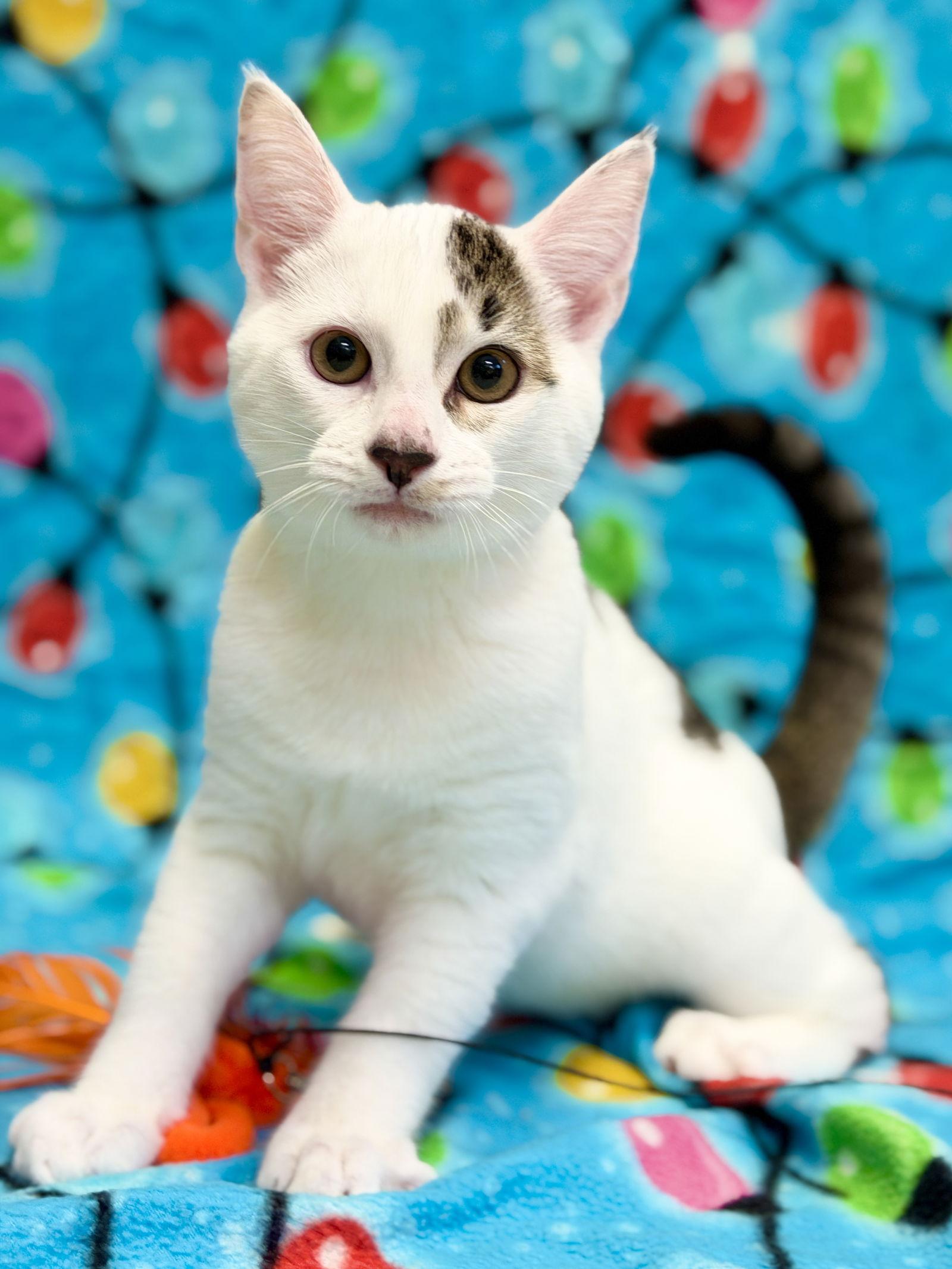 Schmidt, Adoptable, Kitten Male Domestic Short Hair.