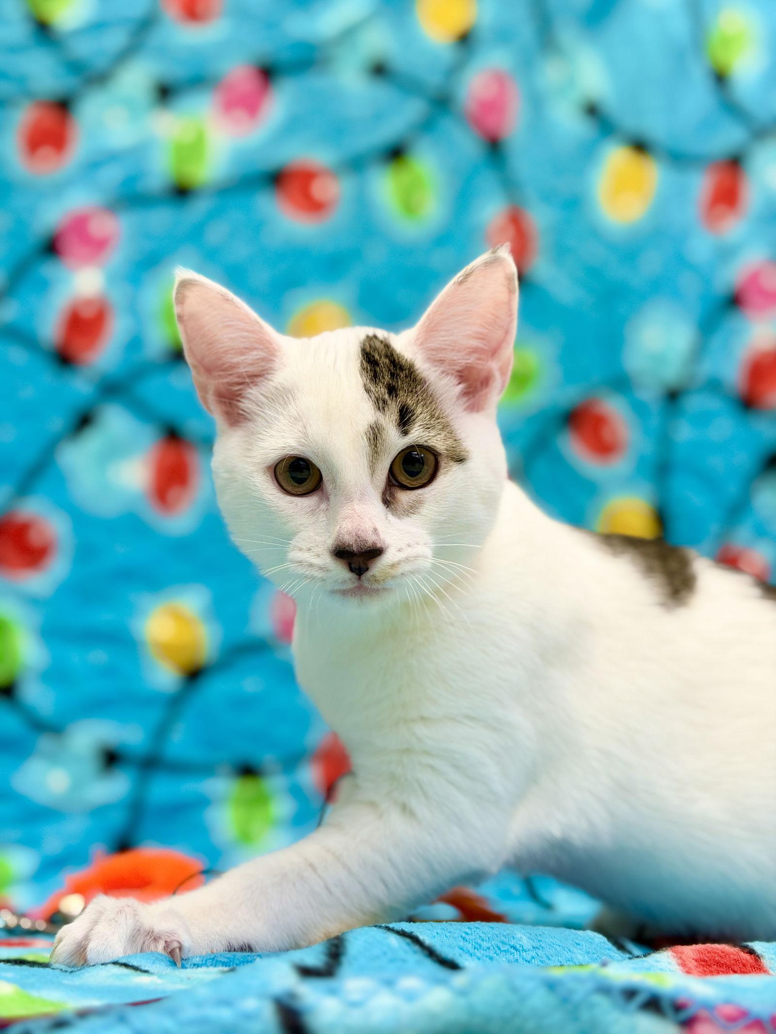 Enlarge Schmidt, a Adoptable Domestic Short Hair in West Cornwall, CT image 2/3