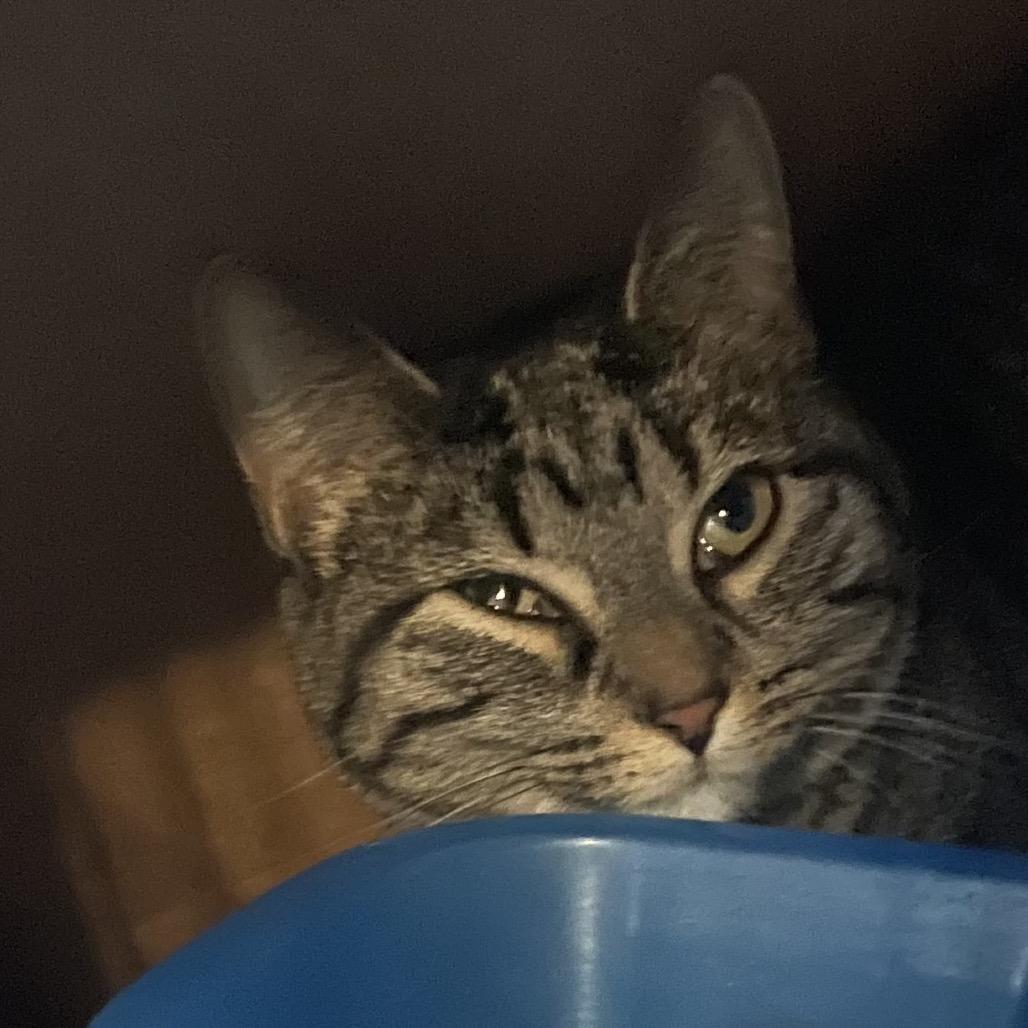 Enlarge Monster Truck, a Adoptable Domestic Short Hair in Marion, IL image 1/1