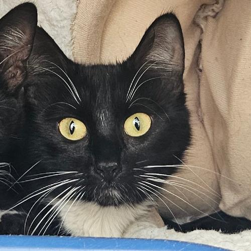 Enlarge Sora, a Adoptable Domestic Short Hair in Abbotsford, BC image 1/5