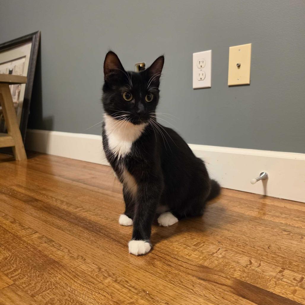 Enlarge Sora, a Adoptable Domestic Short Hair in Abbotsford, BC image 2/5