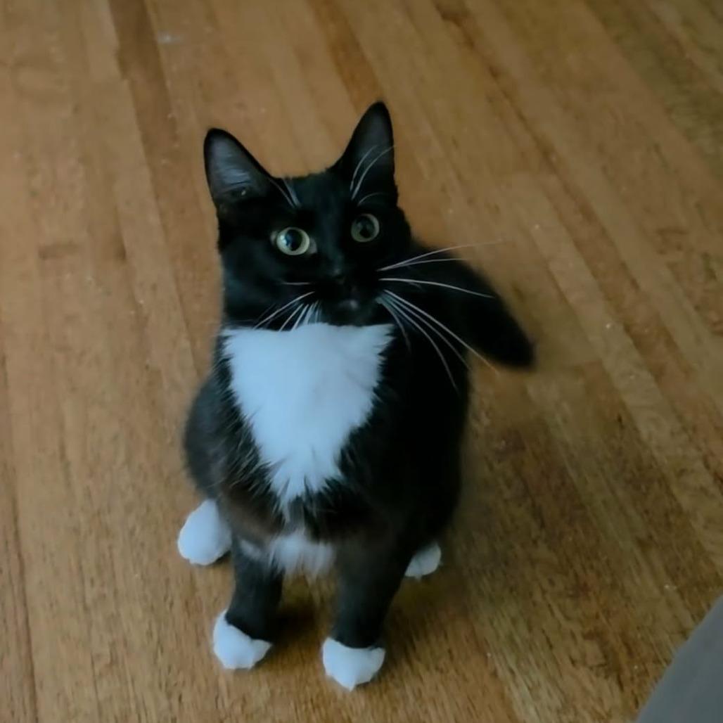 Enlarge Sora, a Adoptable Domestic Short Hair in Abbotsford, BC image 3/5