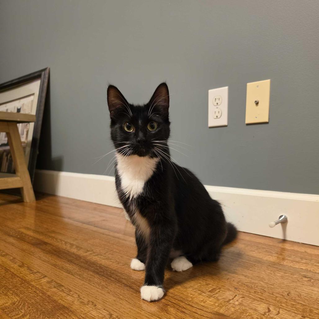 Enlarge Sora, a Adoptable Domestic Short Hair in Abbotsford, BC image 5/5