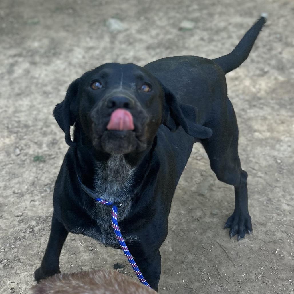 Trix, a Adoptable mixed breed in Brownsboro, AL image 1/6