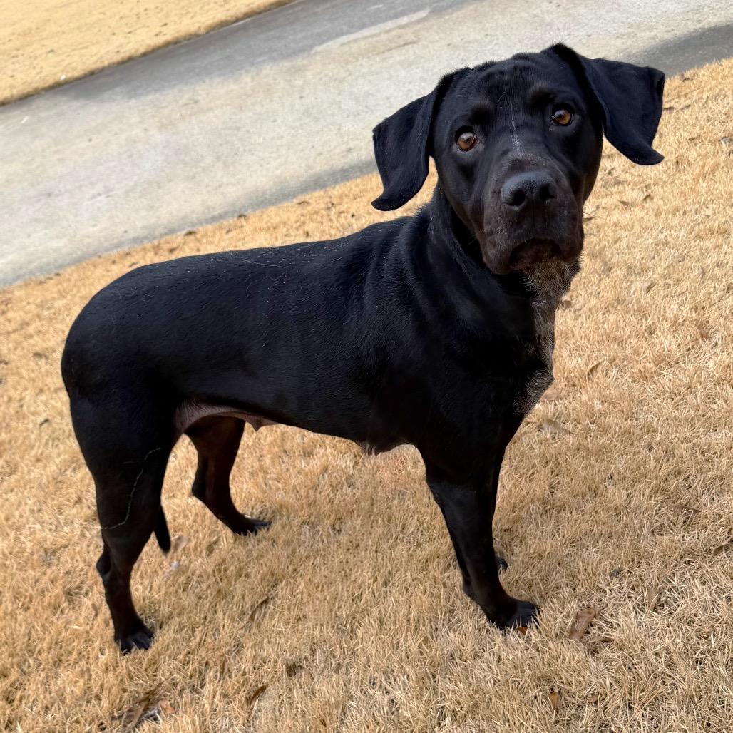 Enlarge Trix, a Adoptable mixed breed in Brownsboro, AL image 1/6