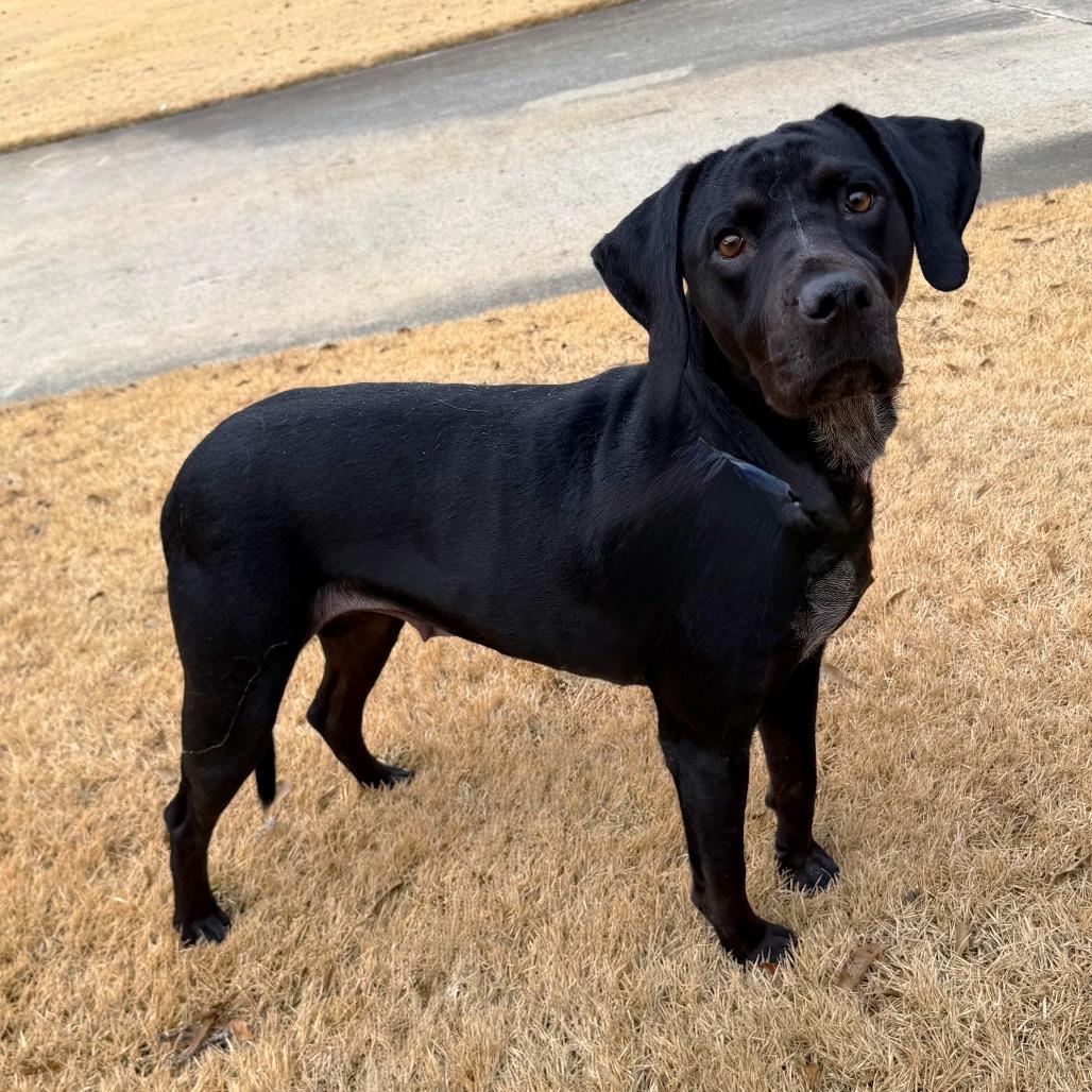 Enlarge Trix, a Adoptable mixed breed in Brownsboro, AL image 2/6