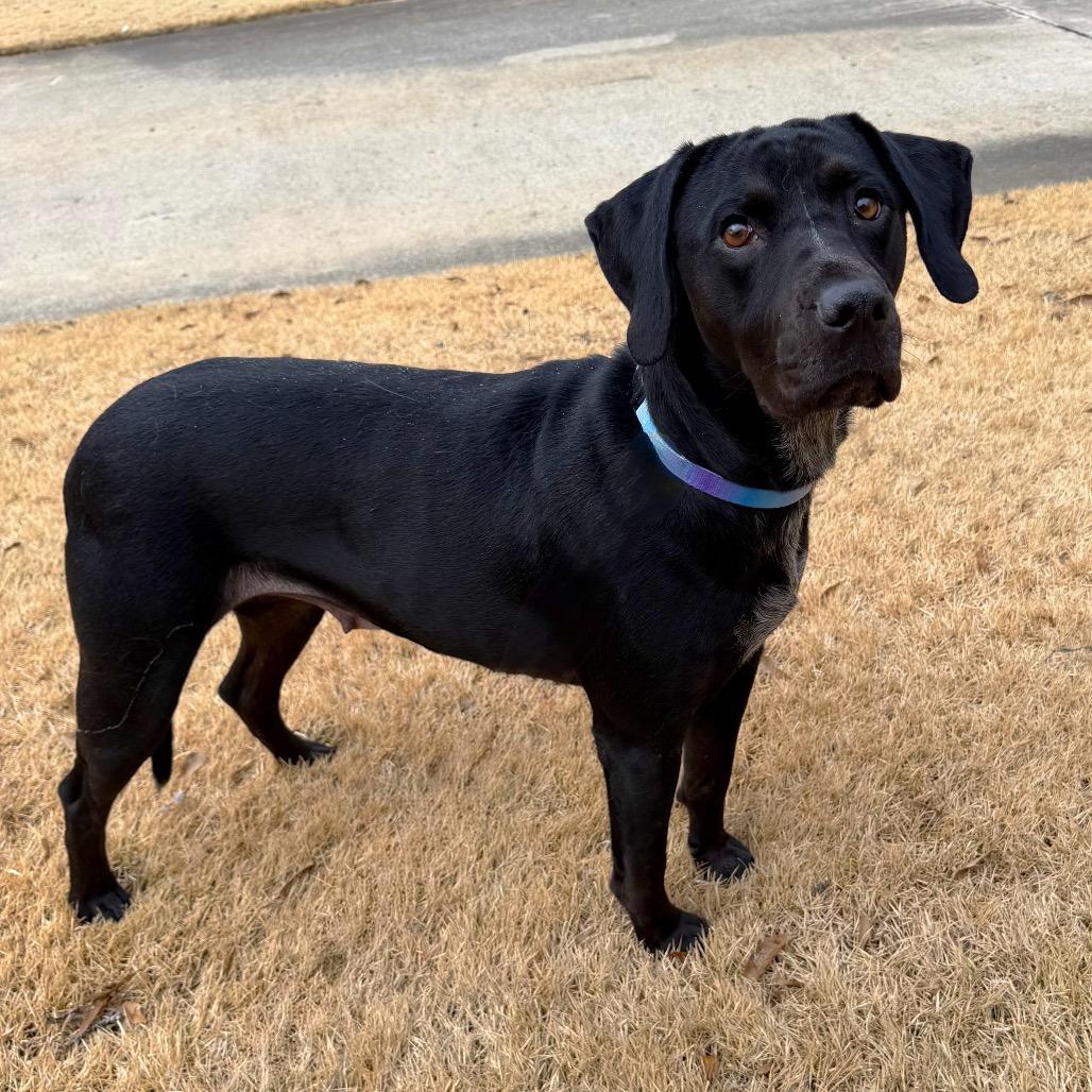 Enlarge Trix, a Adoptable mixed breed in Brownsboro, AL image 3/6