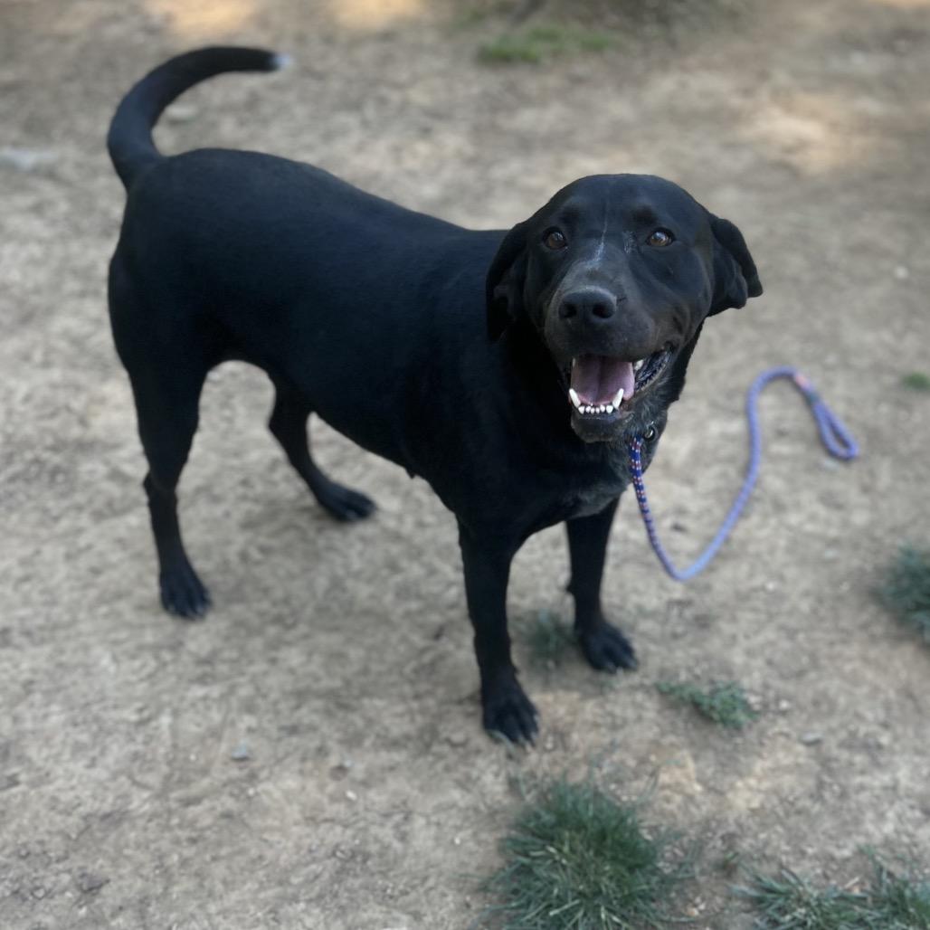 Trix, a Adoptable mixed breed in Brownsboro, AL image 2/6
