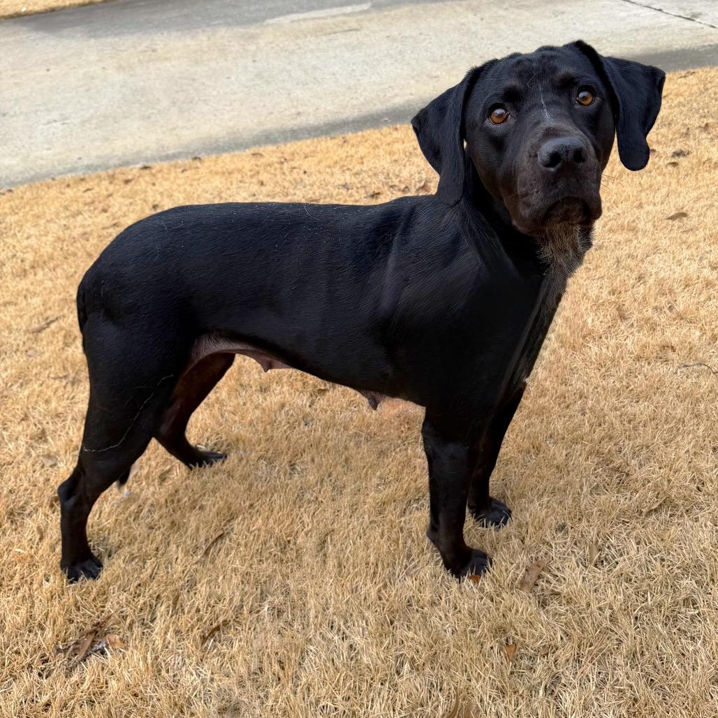 Enlarge Trix, a Adoptable mixed breed in Brownsboro, AL image 4/6