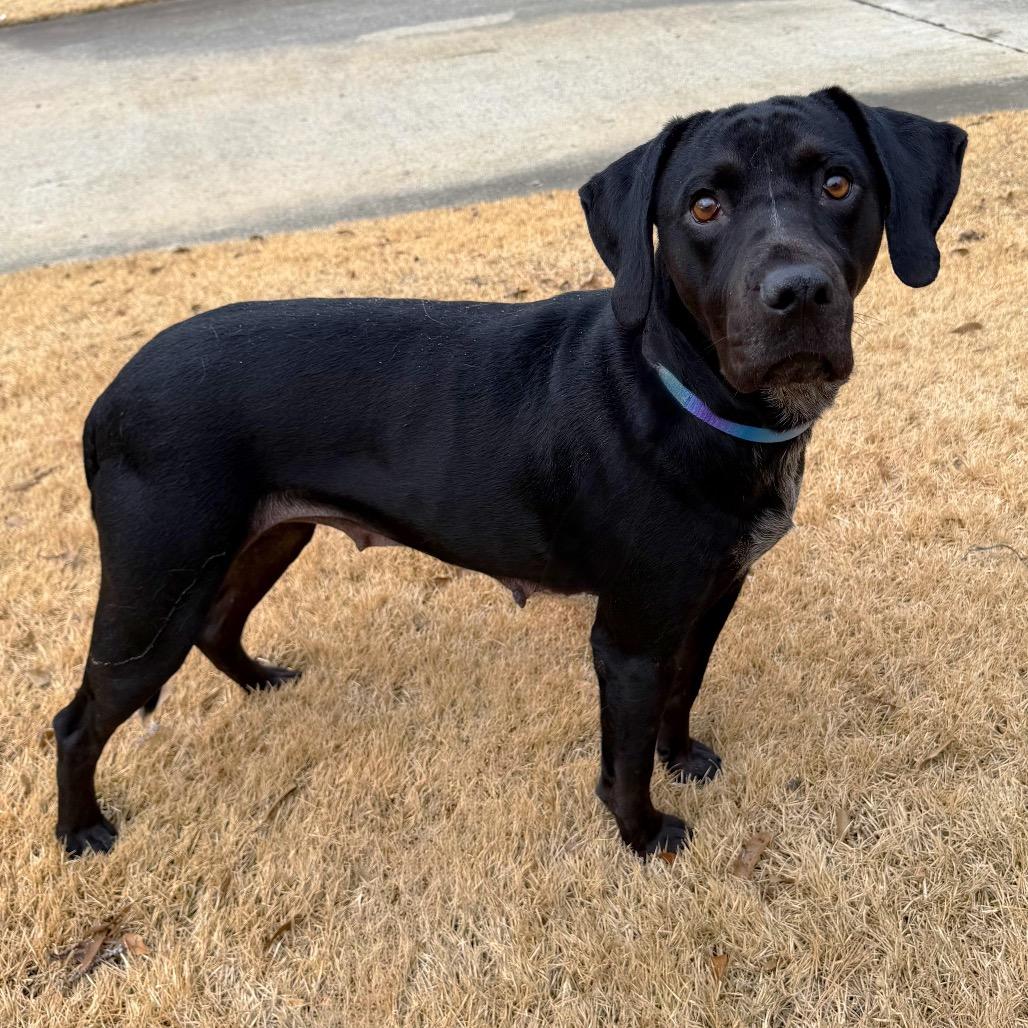 Enlarge Trix, a Adoptable mixed breed in Brownsboro, AL image 5/6