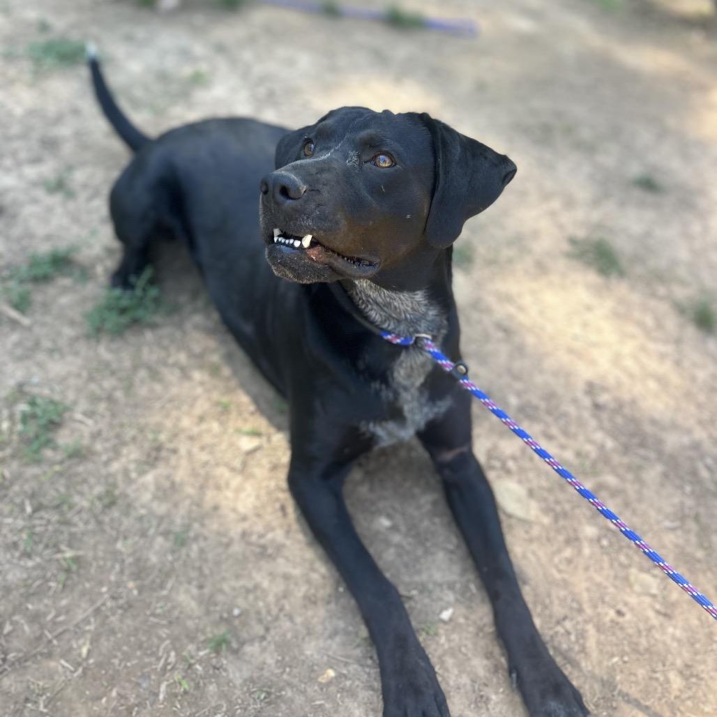 Trix, a Adoptable mixed breed in Brownsboro, AL image 3/6