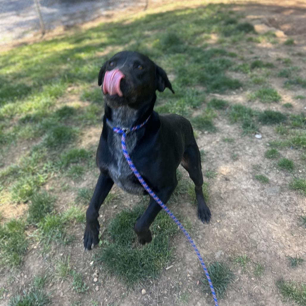 Trix, a Adoptable mixed breed in Brownsboro, AL image 4/6