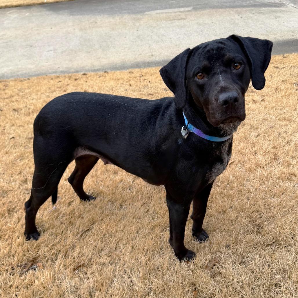 Enlarge Trix, a Adoptable mixed breed in Brownsboro, AL image 6/6