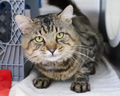 Buddy, Adoptable, Adult Male Domestic Short Hair.