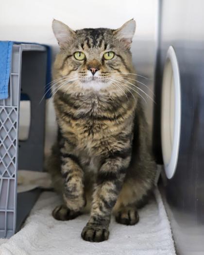 Buddy, a Adoptable Domestic Short Hair in West Seneca, NY image 2/3