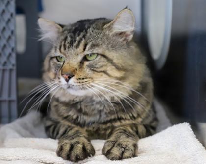 Buddy, a Adoptable Domestic Short Hair in West Seneca, NY image 3/3