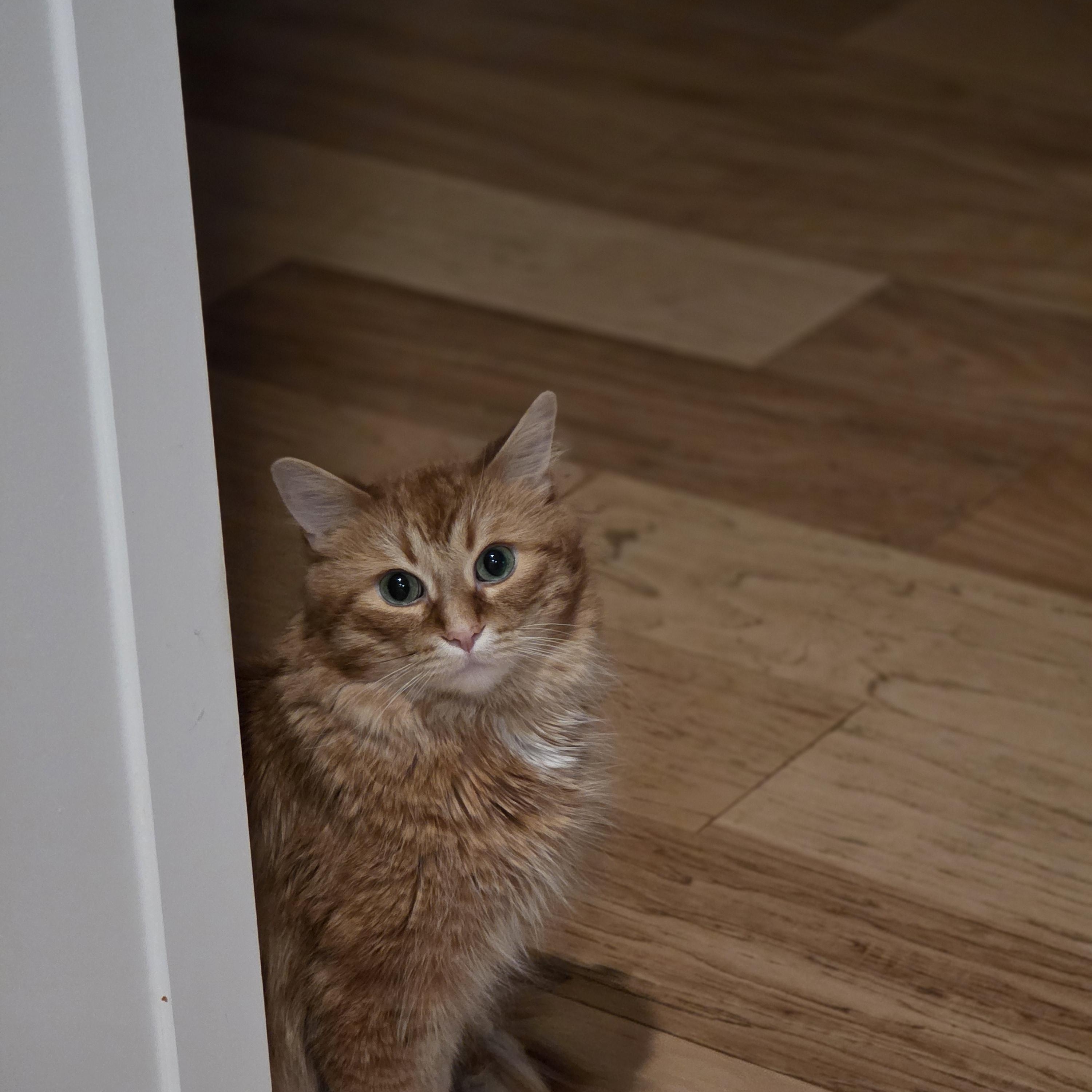 Caramel, an adoptable Domestic Medium Hair in Ottawa, ON image 5/6