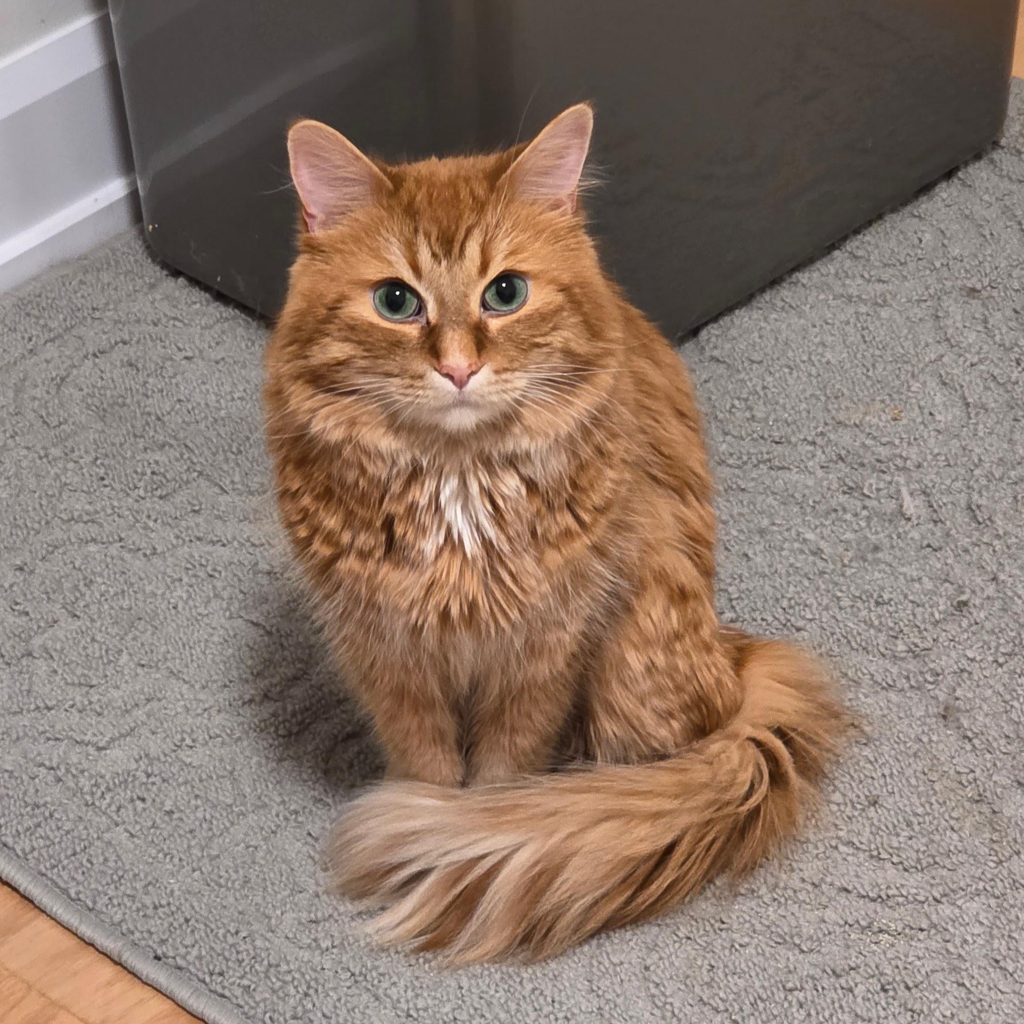 Caramel, an adoptable Domestic Medium Hair in Ottawa, ON image 2/6