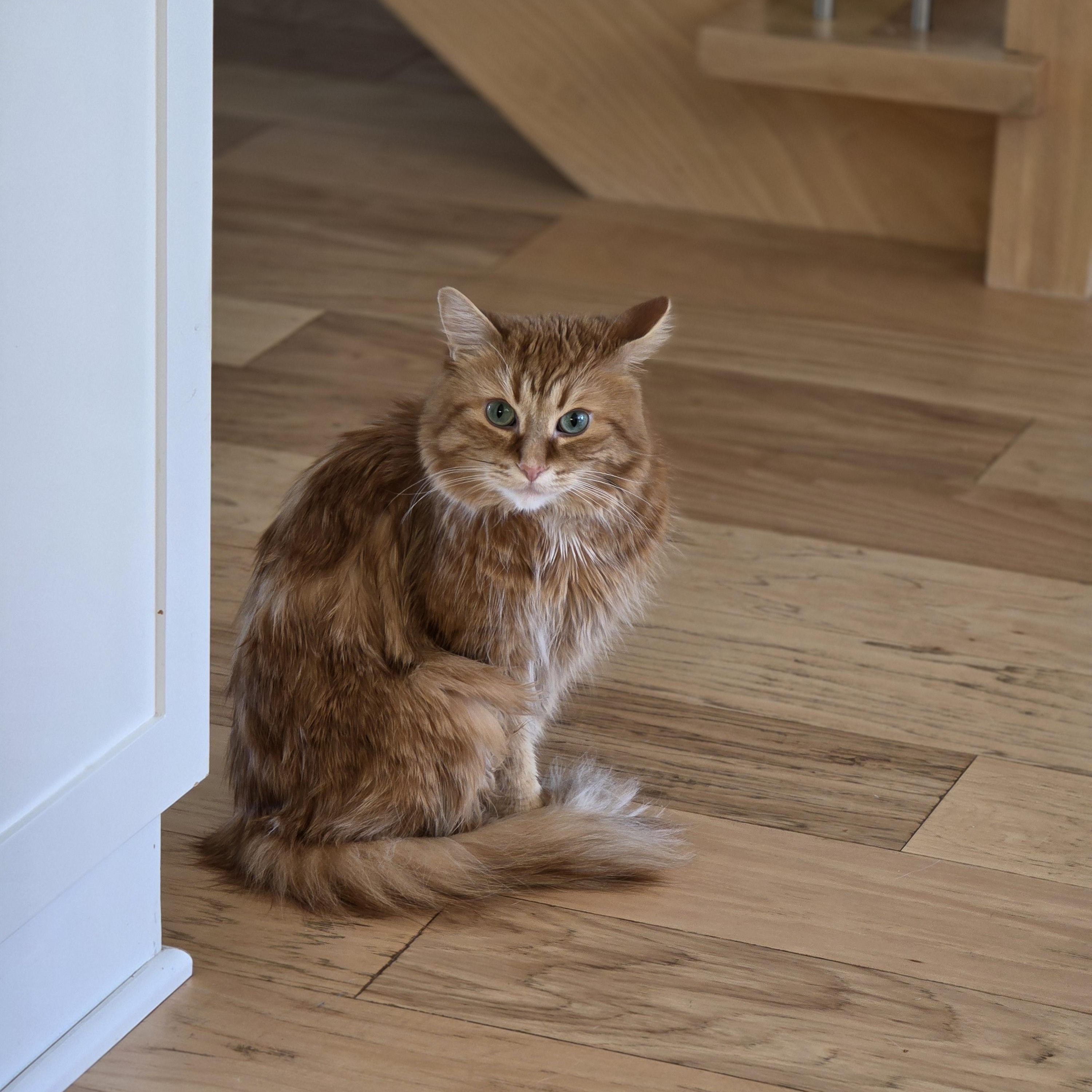 Caramel, an adoptable Domestic Medium Hair in Ottawa, ON image 3/6