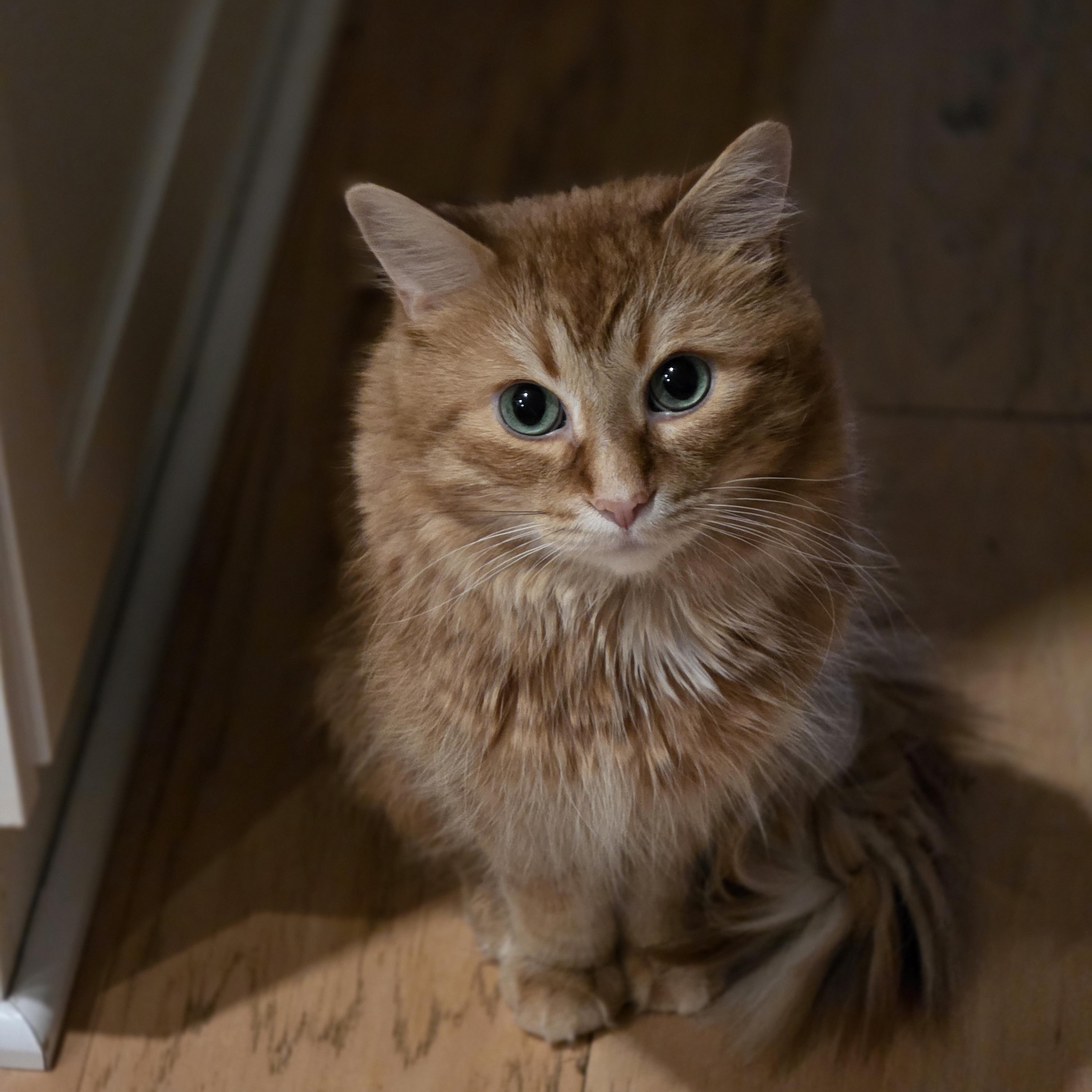 Caramel, an adoptable Domestic Medium Hair in Ottawa, ON image 4/6