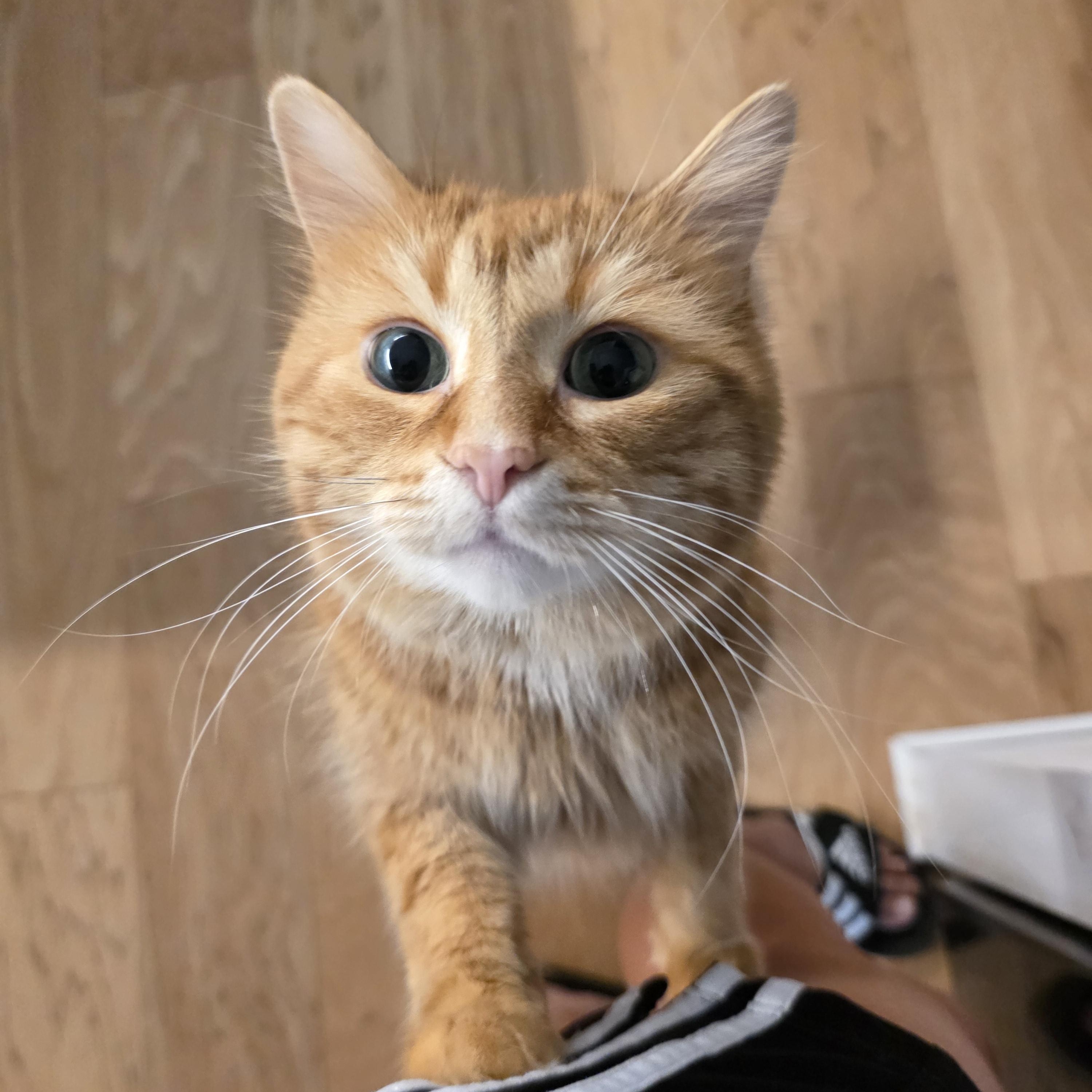 Caramel, adoptable, Adult Male Domestic Medium Hair.