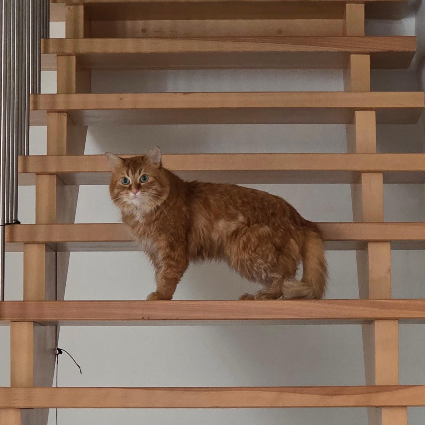 Caramel, an adoptable Domestic Medium Hair in Ottawa, ON image 6/6