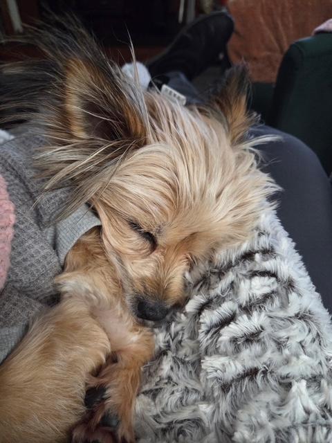 Enlarge Maggie, a ADOPTABLE Yorkshire Terrier in Williamsburg, VA image 4/6